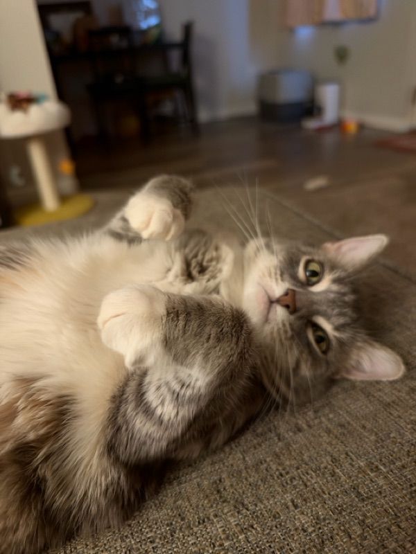 A fluffy gray and white cat lies on its back on a carpet, paws raised, looking up at the camera.