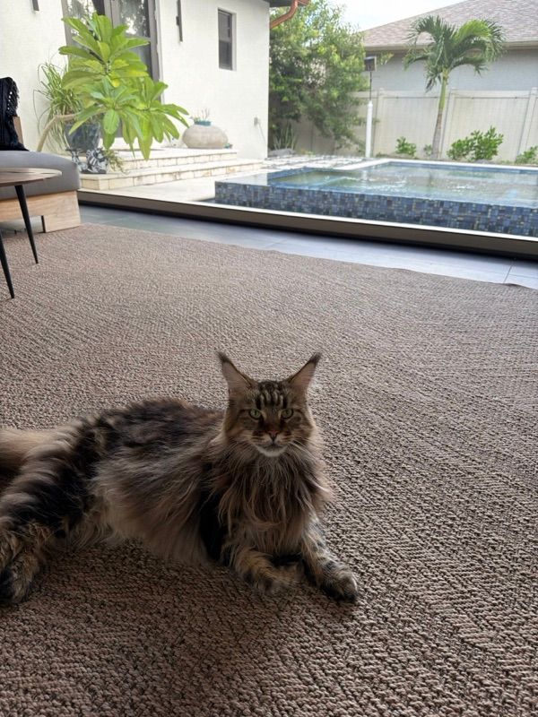 A long-haired tabby cat lies on a brown carpet near a sliding glass door, with a pool and palm tree outside.