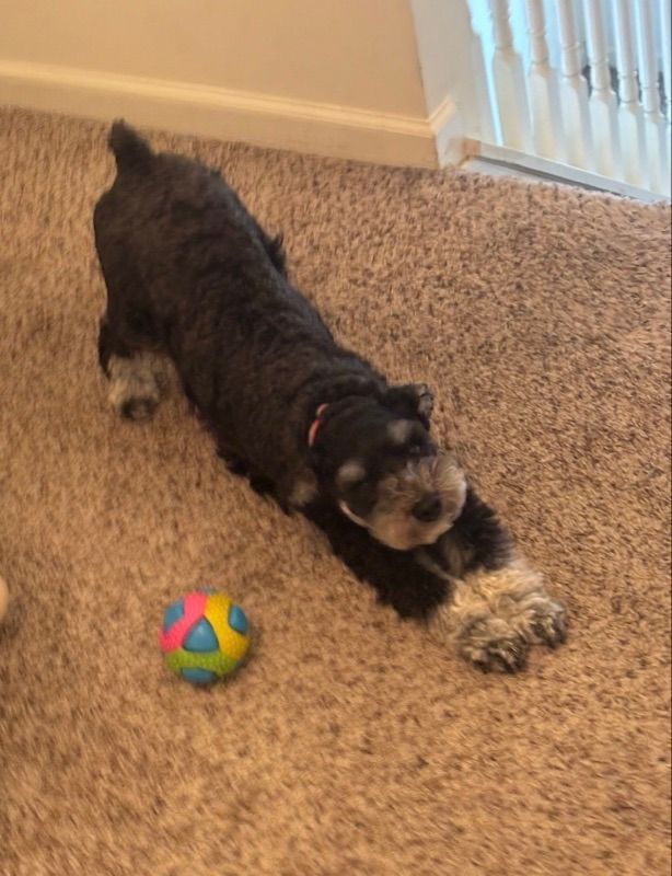 Maddie’s Pet Sitting