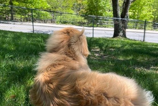 Your Lexington Dog Walker