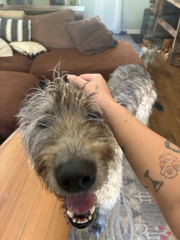 A shaggy gray and tan dog with its mouth open is being petted on the head by a person's hand, with a brown couch behind.