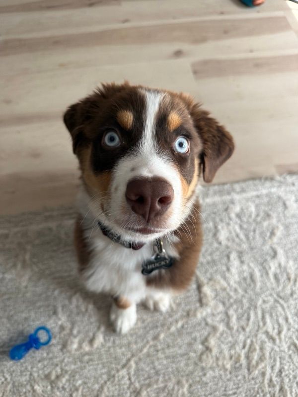 A young brown, white, and tan puppy with blue eyes sits on a rug and looks up at the camera beside a blue plastic toy.