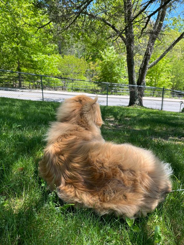 Dog Walking!