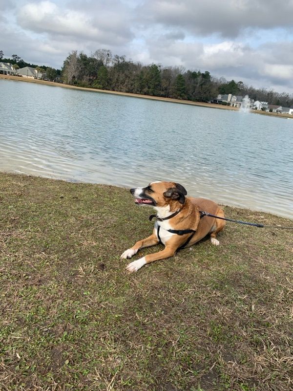 A tan and white dog lies on grass by a calm lake, wearing a black harness and leash, with houses and trees across the water.