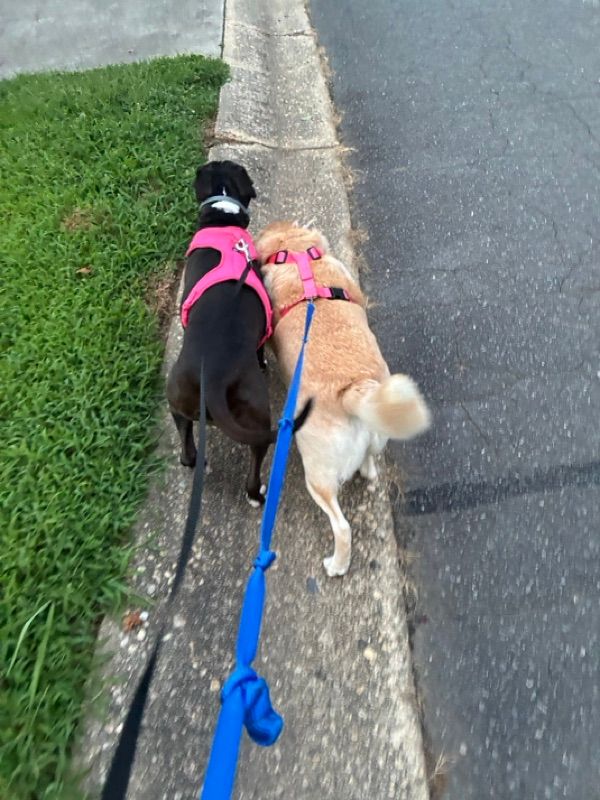 Two dogs in pink harnesses walk along a concrete curb beside grass and a road, leashed by a person out of view.