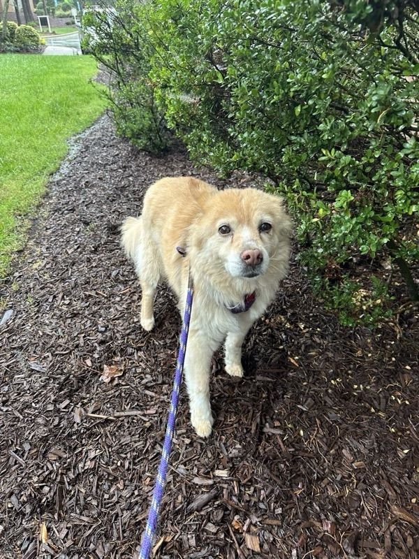 A light tan dog with a red collar stands on wood chips beside green shrubs, with a blue leash extending toward the camera.