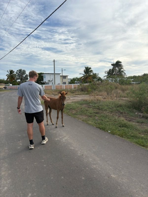 A man in a gray shirt and black shorts walks beside a young brown foal on a paved road lined with palm trees and houses.