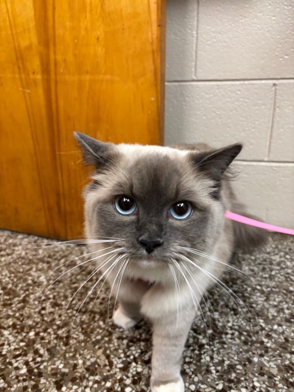 Drop-In Visits & Cat Care