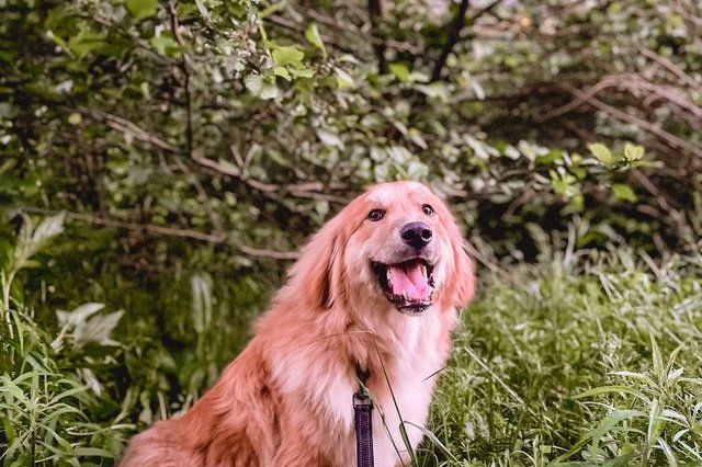Weekend Adventure Walks