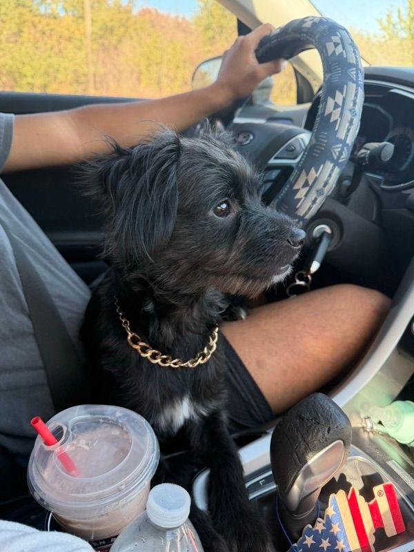 A small black dog with a gold chain collar sits in a car driver's seat as a person's hand rests on the steering wheel.