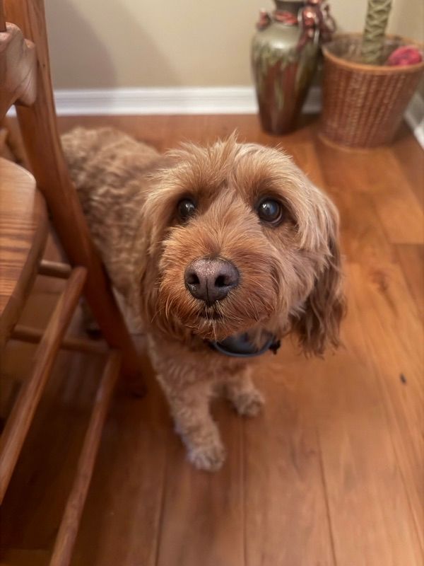 A small curly-coated tan dog with a dark collar stands on a wood floor next to a wooden chair, looking up at the camera.
