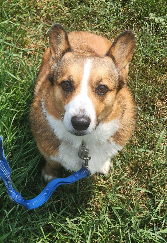 A tan and white dog sits on grass, looking up at the camera, with a blue leash and metal clip visible.